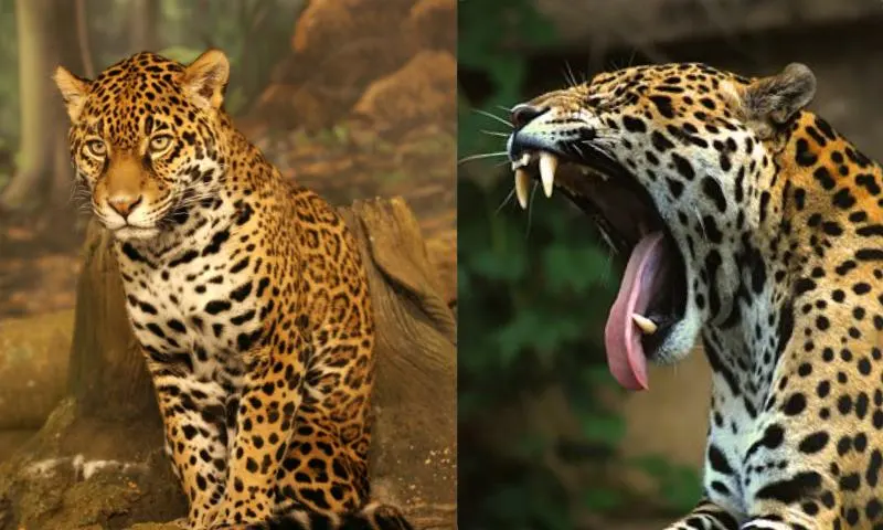 jaguar-2li