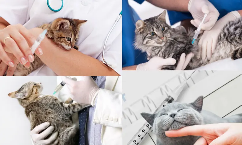 Kedi Aşı Fiyatları ve Acil Hizmetlerin Maliyeti Nedir?
