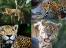 Gücün ve Sessizliğin Sembolü: Jaguar