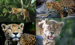 Gücün ve Sessizliğin Sembolü: Jaguar