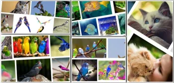 Evcil Hayvanlar İçin Bakım Ürünleri Nelerdir?