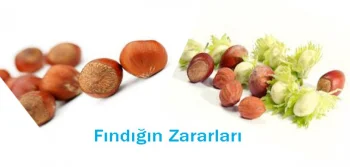 Fındığın Zararları