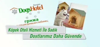 Köpek Oteli İle Artık Sadık Dostlarınız Daha Da Güvende