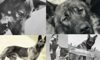 Tarihte Önemli Bir Yere Sahip Olan Köpekler