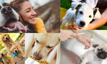 Köpek İçin Mama Tercihi Nasıl Olmalıdır?