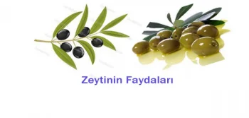 Zeytinin Faydaları