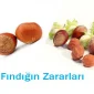 Fındığın Zararları