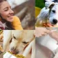 Köpek İçin Mama Tercihi Nasıl Olmalıdır?