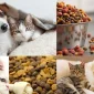 What to Do for Dog Adoption?