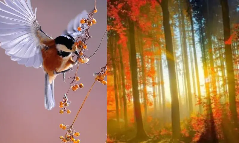doğa-fotoğrafcılığı-2-li-1